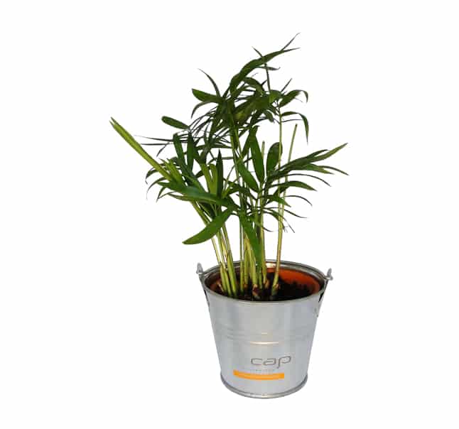 Mini plante dépolluante, un objet écologique à poser sur votre bureau